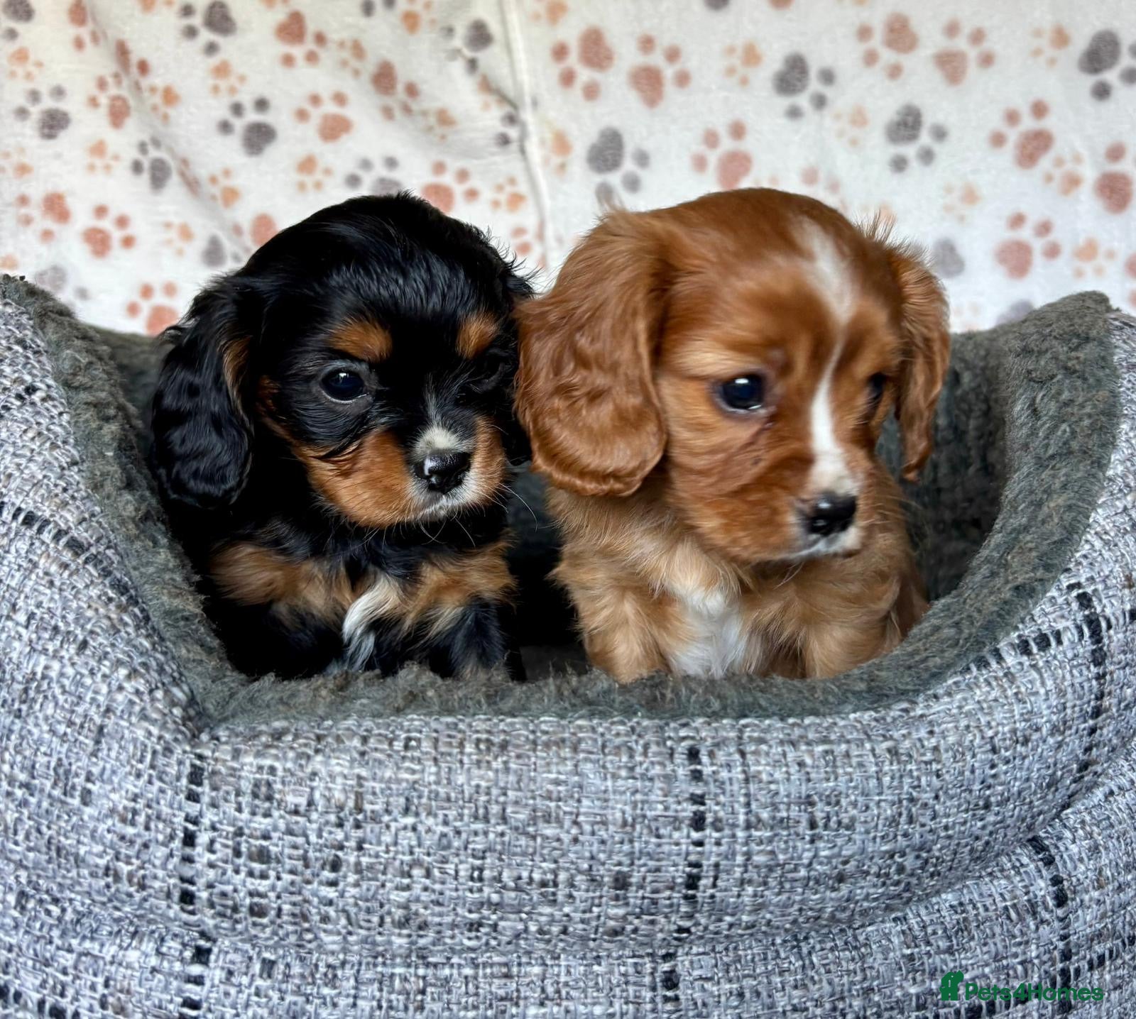 Cavalier King Charles Spaniel dogs Beautiful ruby boy looking for forever home - Advert 8
