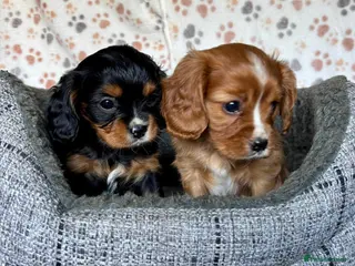 Cavalier King Charles Spaniel dogs Beautiful ruby boy looking for forever home - Advert 2