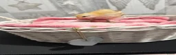Chickens poultry for sale: Need to find there forever home  in Liverpool - Advert 4
