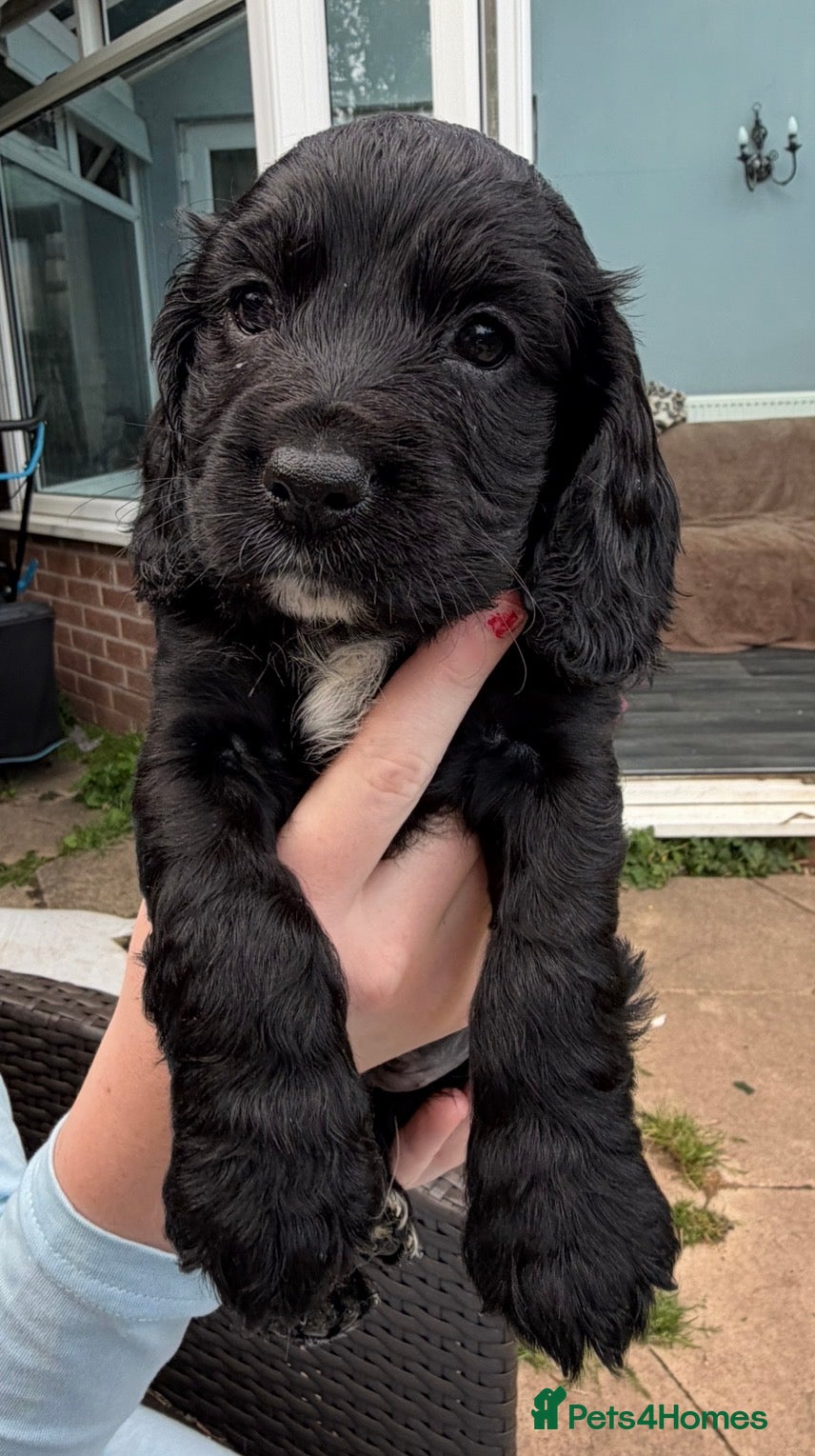 Cocker Spaniel dogs Beautiful cocker girl looking for her forever sofa - Advert 12