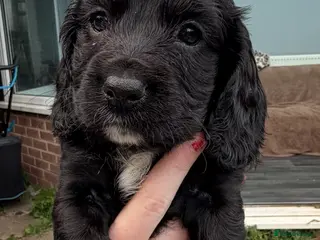 Cocker Spaniel dogs Beautiful cocker girl looking for her forever sofa - Advert 12