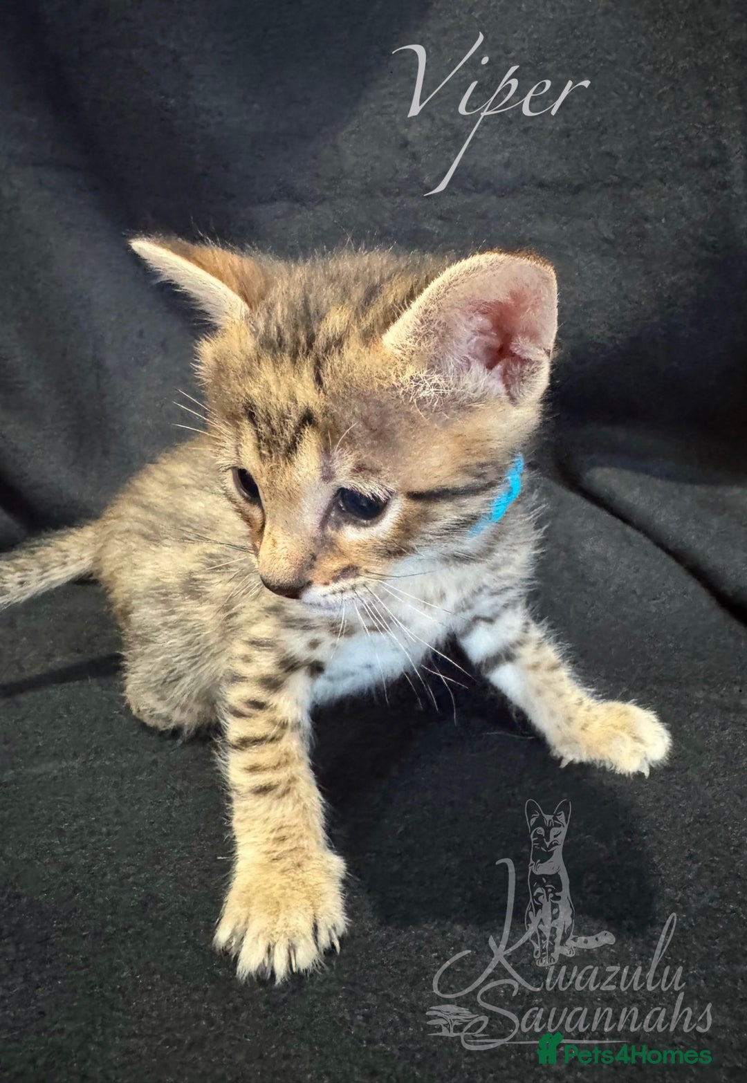 Savannah cats for sale: Exceptional Quality Tica Registr. Savannah Kittens - Image 16