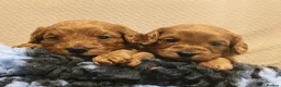 Cavapoo dogs for sale: Gorgeous Cavapoo Boy & Girl Available  in Southampton - Advert 5