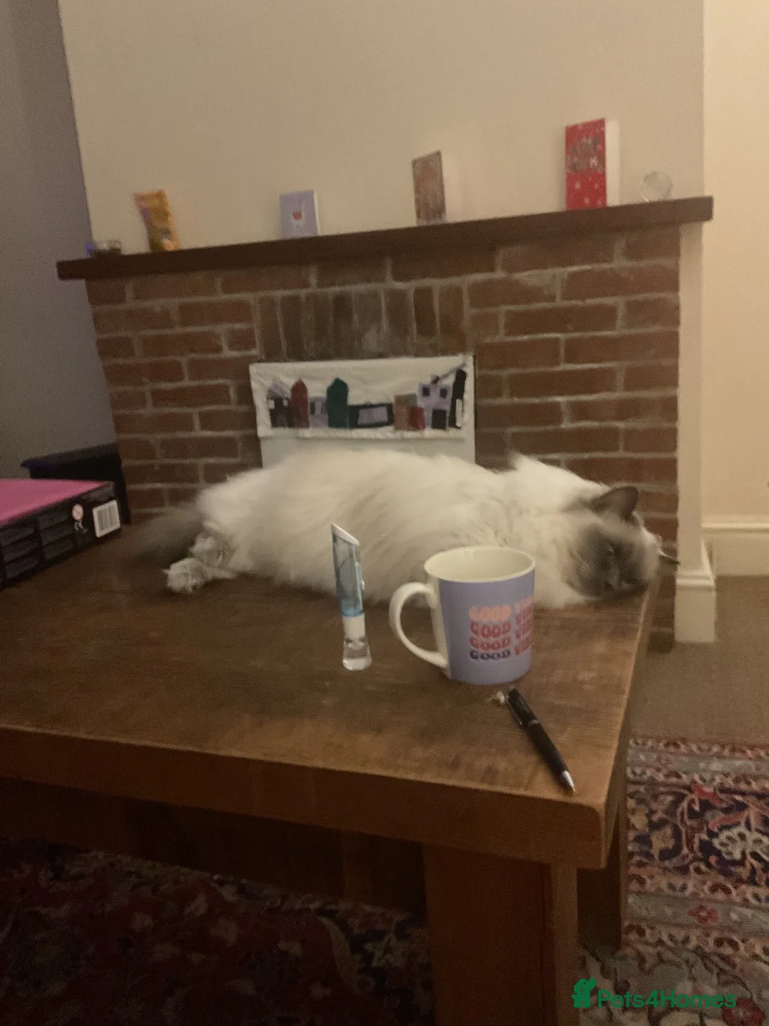 Ragdoll cats for sale: Millicent Brett  in Retford - Advert 2