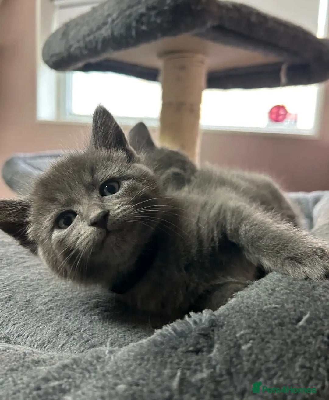 Russian Blue cats for sale: Precious healthy Russian Blues for great stay - Advert 2