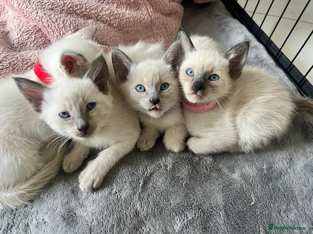 Siamese cats for sale: Human Toilet Trained! Exquisite Siamese Kittens - Image 20