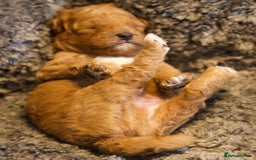 Cavapoo dogs for sale: Gorgeous F1B Fox Red Cavapoo Puppies - Image 34