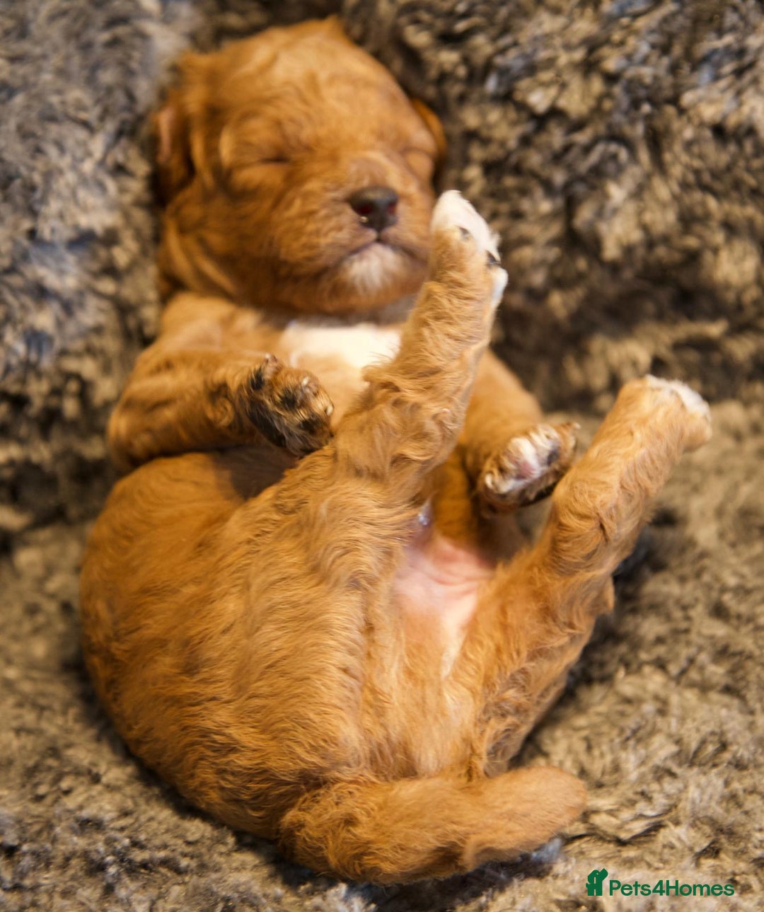 Cavapoo dogs for sale: Gorgeous F1B Fox Red Cavapoo Puppies - Image 34