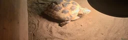 Tortoise reptiles for sale: 3-Year-Old Horsfield Tortoise + Complete Setup - Advert 7