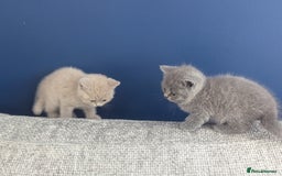 British Shorthair cats for sale: 5 Beautiful GCCF British Shorthair kittens!  - Image 9
