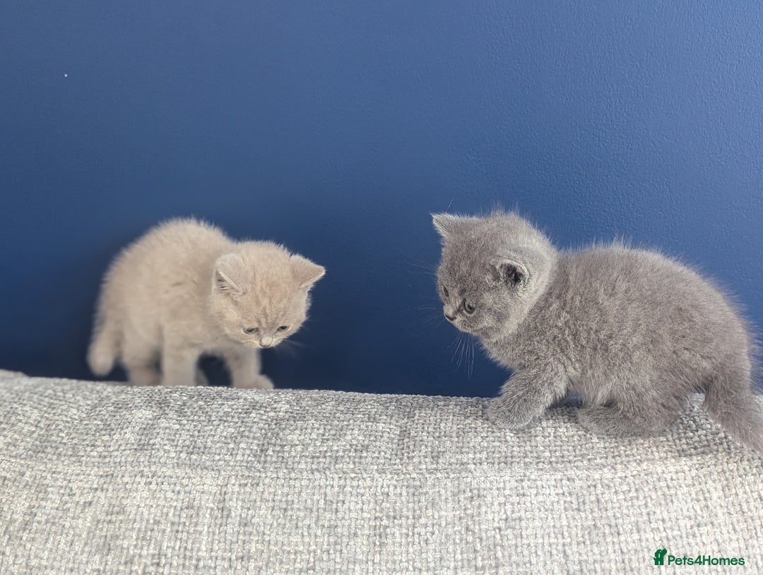 British Shorthair cats for sale: 5 Beautiful GCCF British Shorthair kittens!  - Image 9