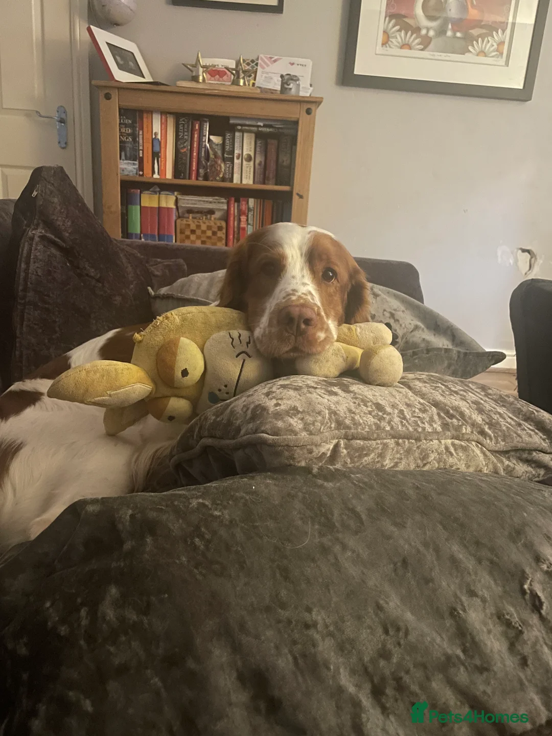 Mixed Breed dogs for sale: Oscar - clumber spaniel/springer spaniel - Advert 3