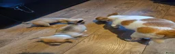 Chihuahua dogs for sale: Chihuahua - Advert 2