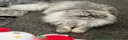Persian cats for sale: Purebred Persian Kittens for Sale  - Advert 17