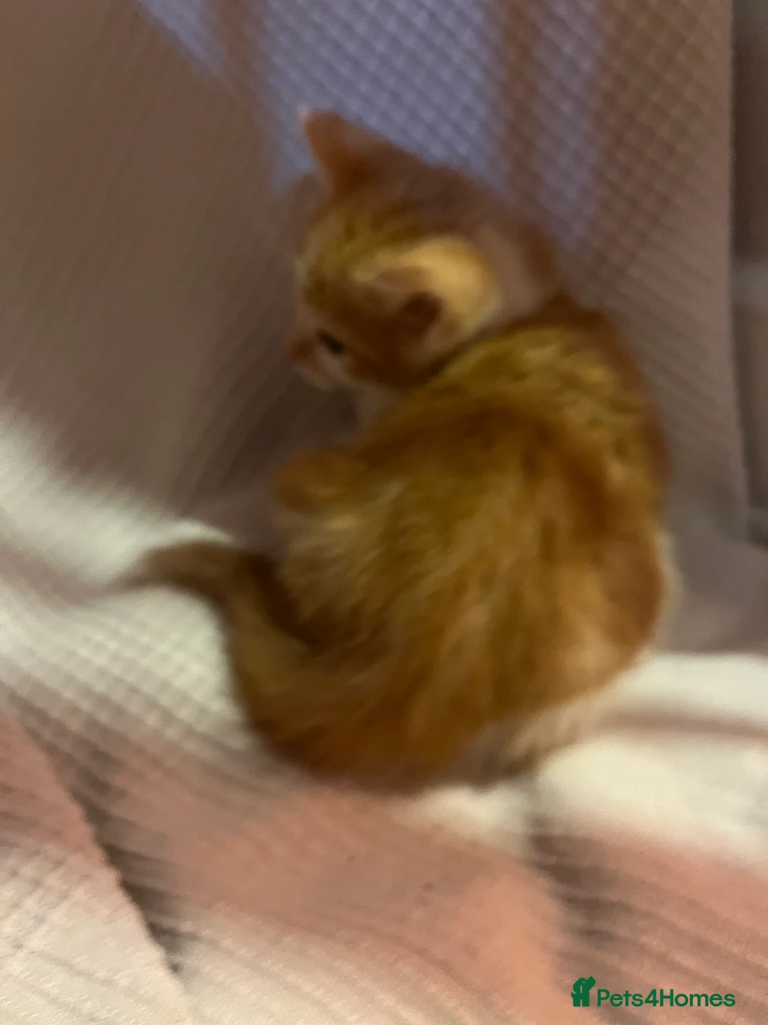 Mixed Breed cats for sale: Beautiful ginger kittens  - Advert 11