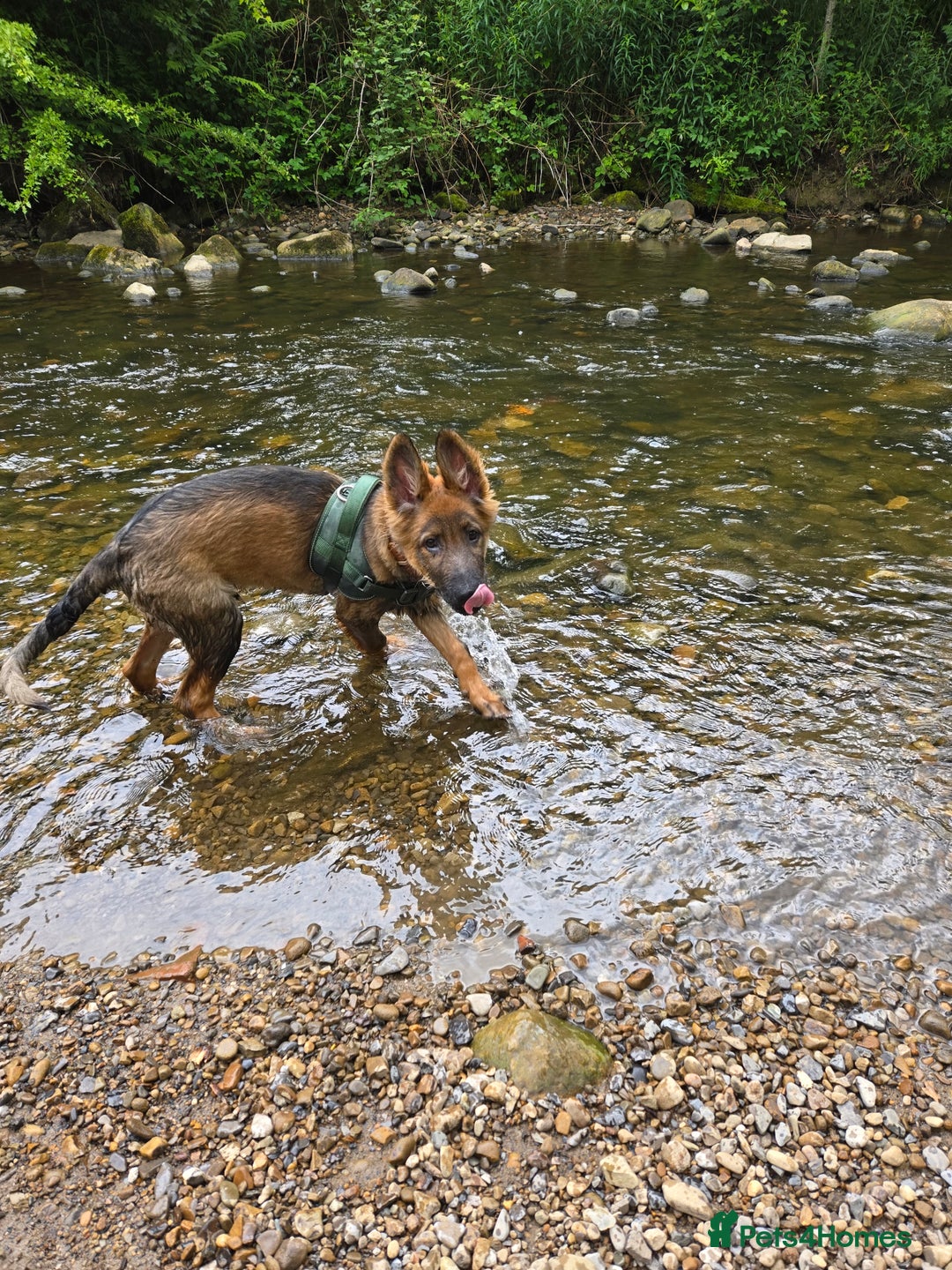 German Shepherd dogs for sale: Mack  - Advert 11