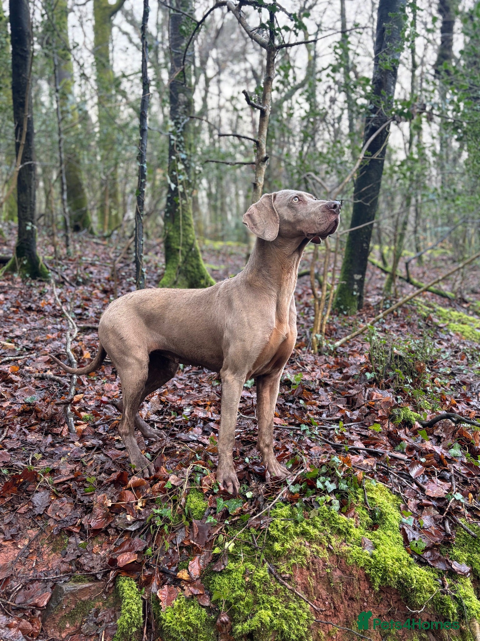 Weimaraner dogs Confirmed litter announcement - Advert 6