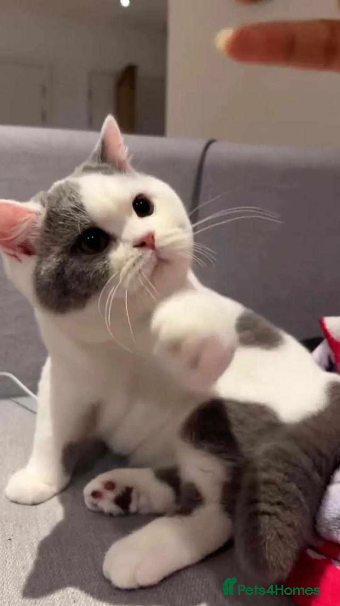 British Shorthair cats for stud: GCCF/TICA proven cream and white bicolour stud  in London - Advert 10