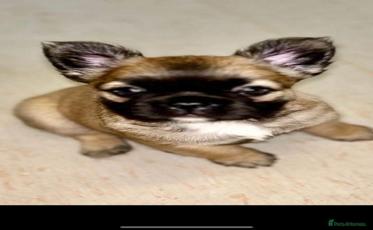 French Bulldog dogs - Advert 7