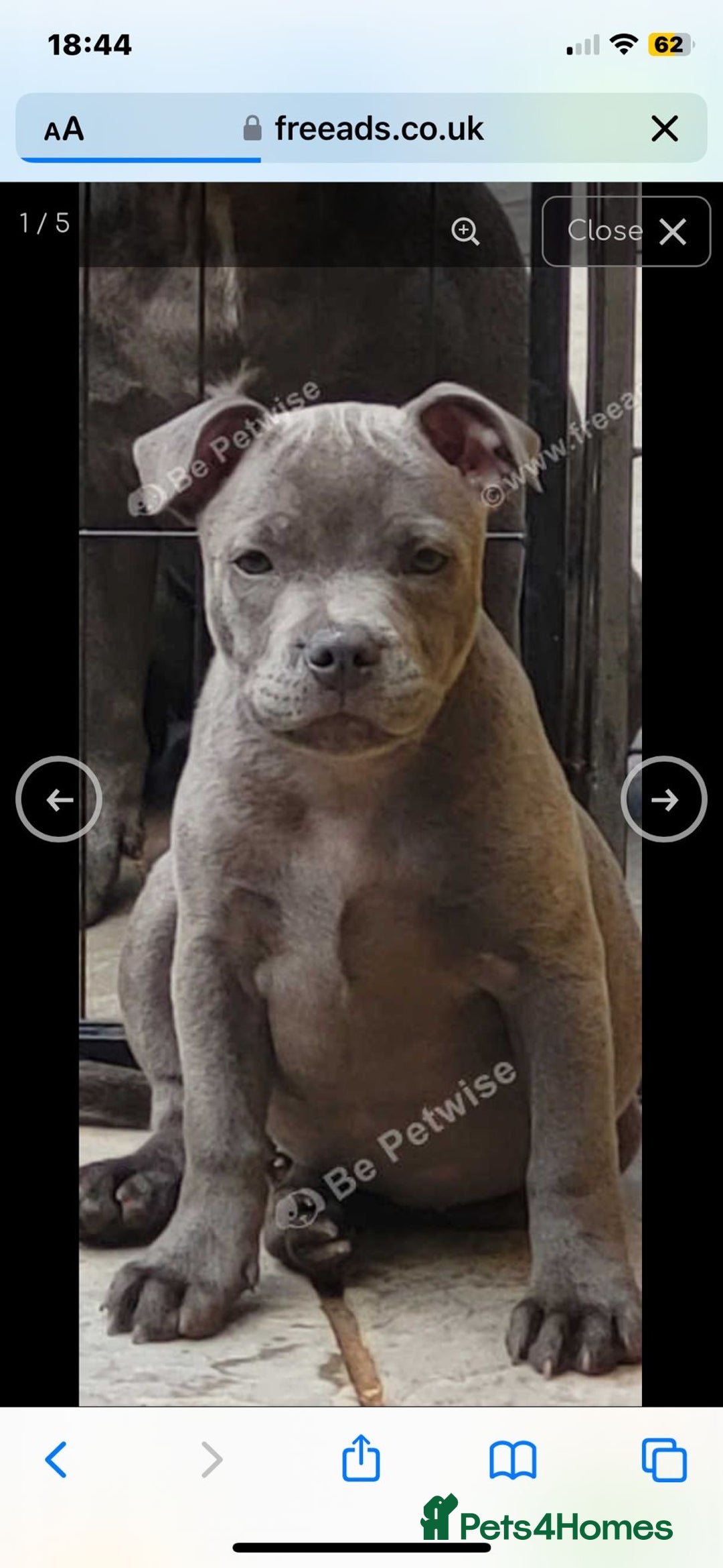 Staffordshire Bull Terrier dogs for sale: Beautiful solid blue staffy  - Advert 4