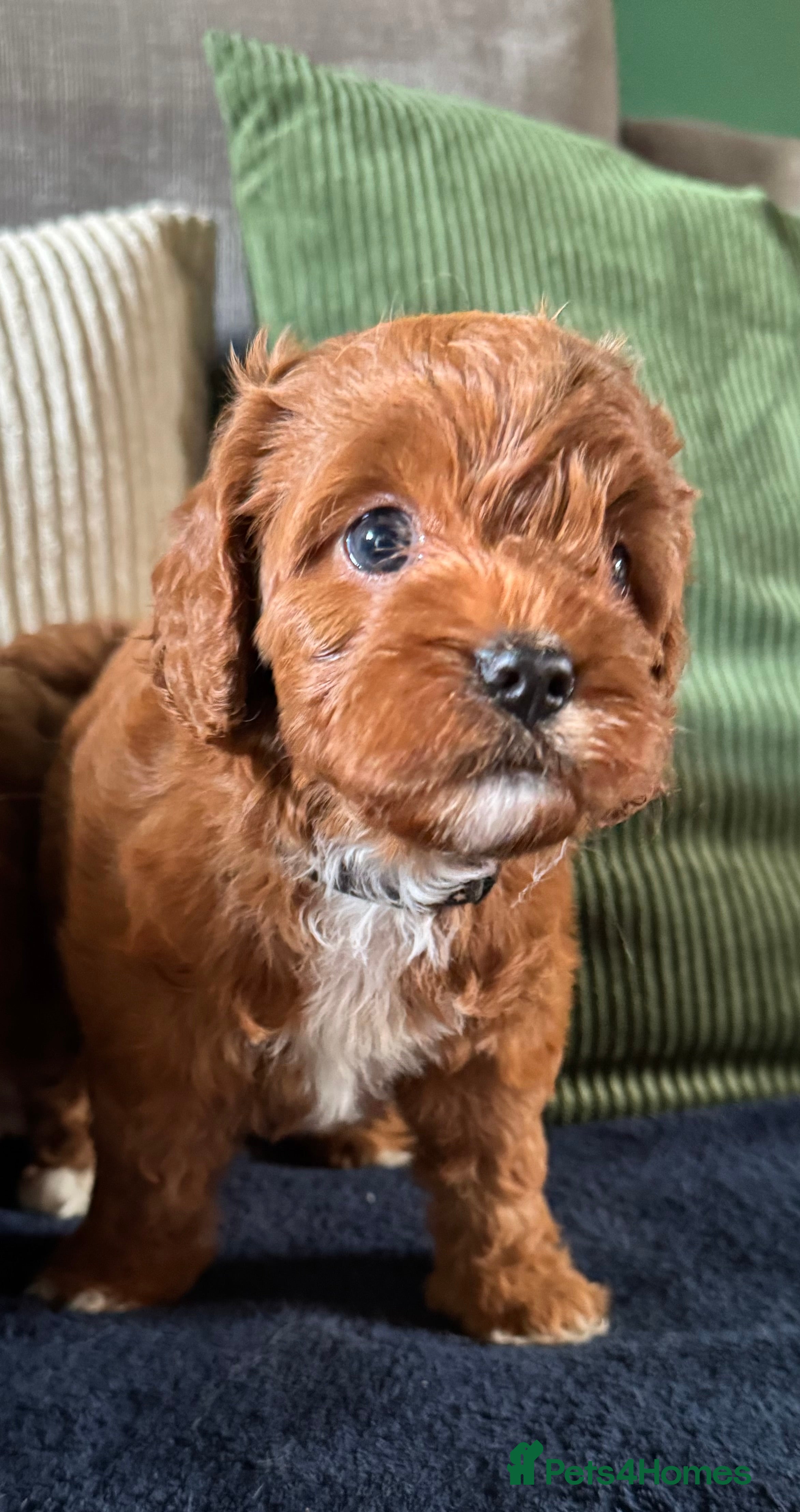 Cavapoo dogs F1 Red Toy Cavapoo Puppies 5* home bred DNA  - Advert 2
