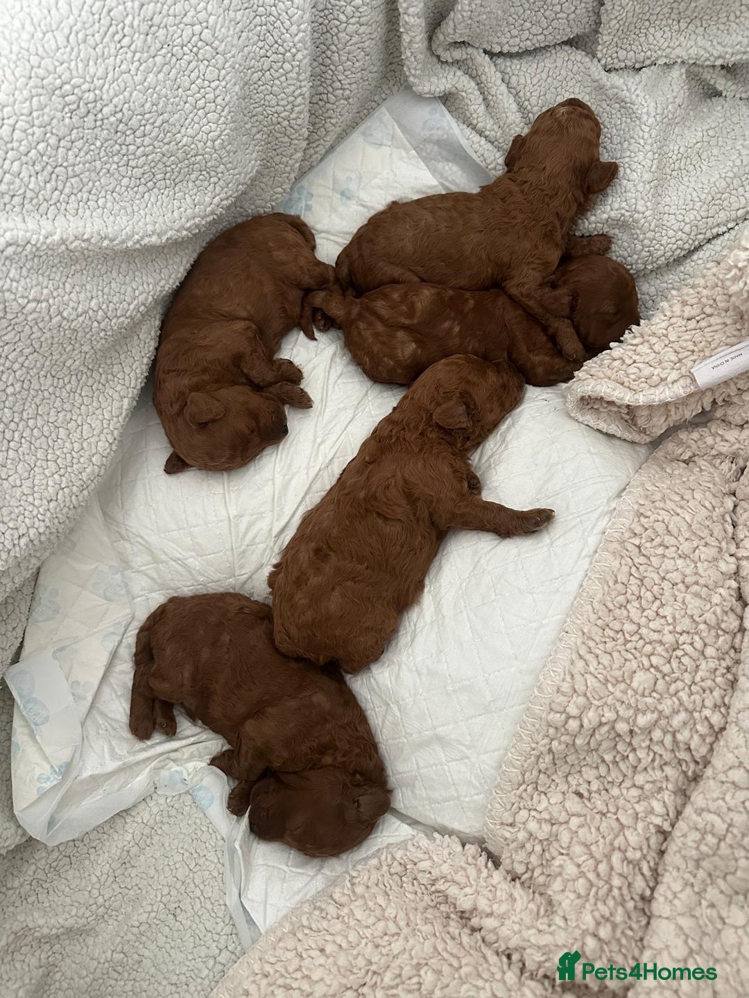 Toy Poodle dogs for sale: Toy poodle . four boys, one girl - Advert 11