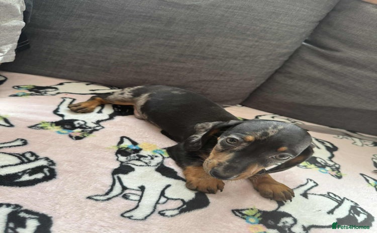 Miniature Dachshund dogs - Advert 3