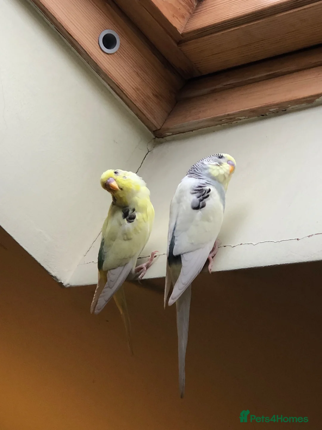 Budgerigars birds for sale: Two Male budgies (brothers) up for adoption. in Leamington Spa - Advert 4