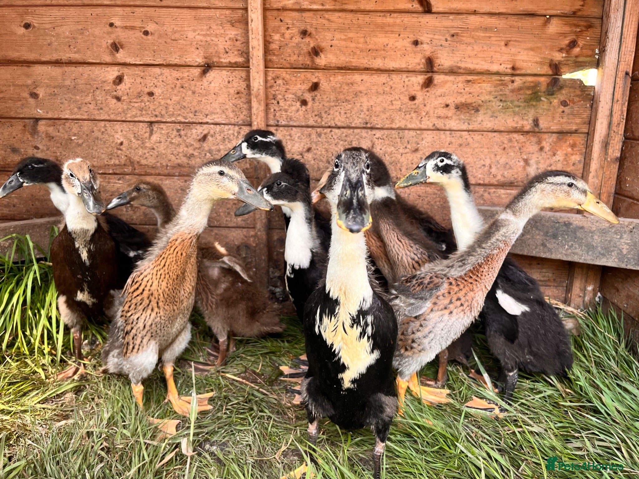 Ducks poultry Indian Runner Ducks  - Advert 3