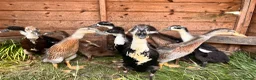Ducks poultry for sale: Indian Runner Ducks  in Beaworthy - Advert 1