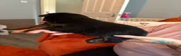 German Shepherd dogs for sale: German shepherd puppies only 4 left  - Advert 5