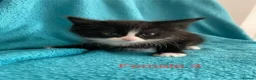 Mixed Breed cats for sale: Kittens for Sale – 4 Mixed Breed Kittens - Advert 4