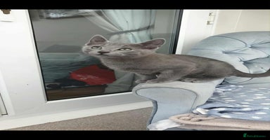 Russian Blue cats - Advert 9