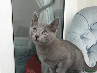 Russian Blue cats - Advert 1