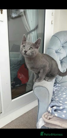 Russian Blue cats - Advert 2