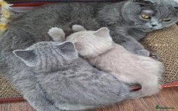 Scottish Fold cats for sale: Beautiful Scottish kittens ready for a new home.  - Image 2