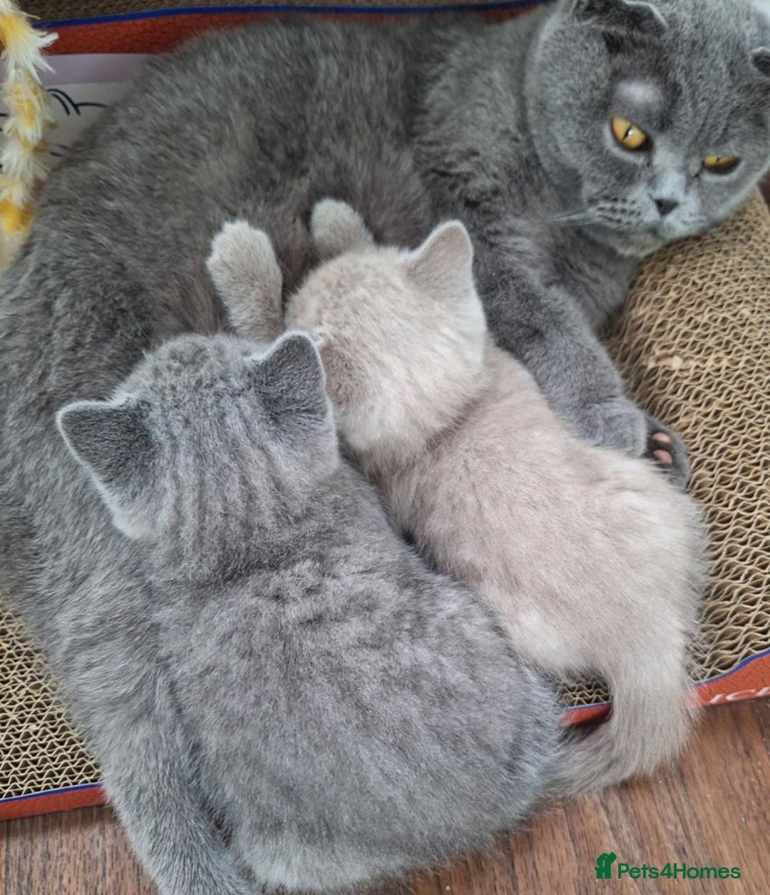 Scottish Fold cats for sale: Beautiful Scottish kittens ready for a new home.  - Image 2