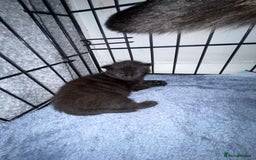 British Longhair cats for sale: 2 beautiful kittens  - Advert 2