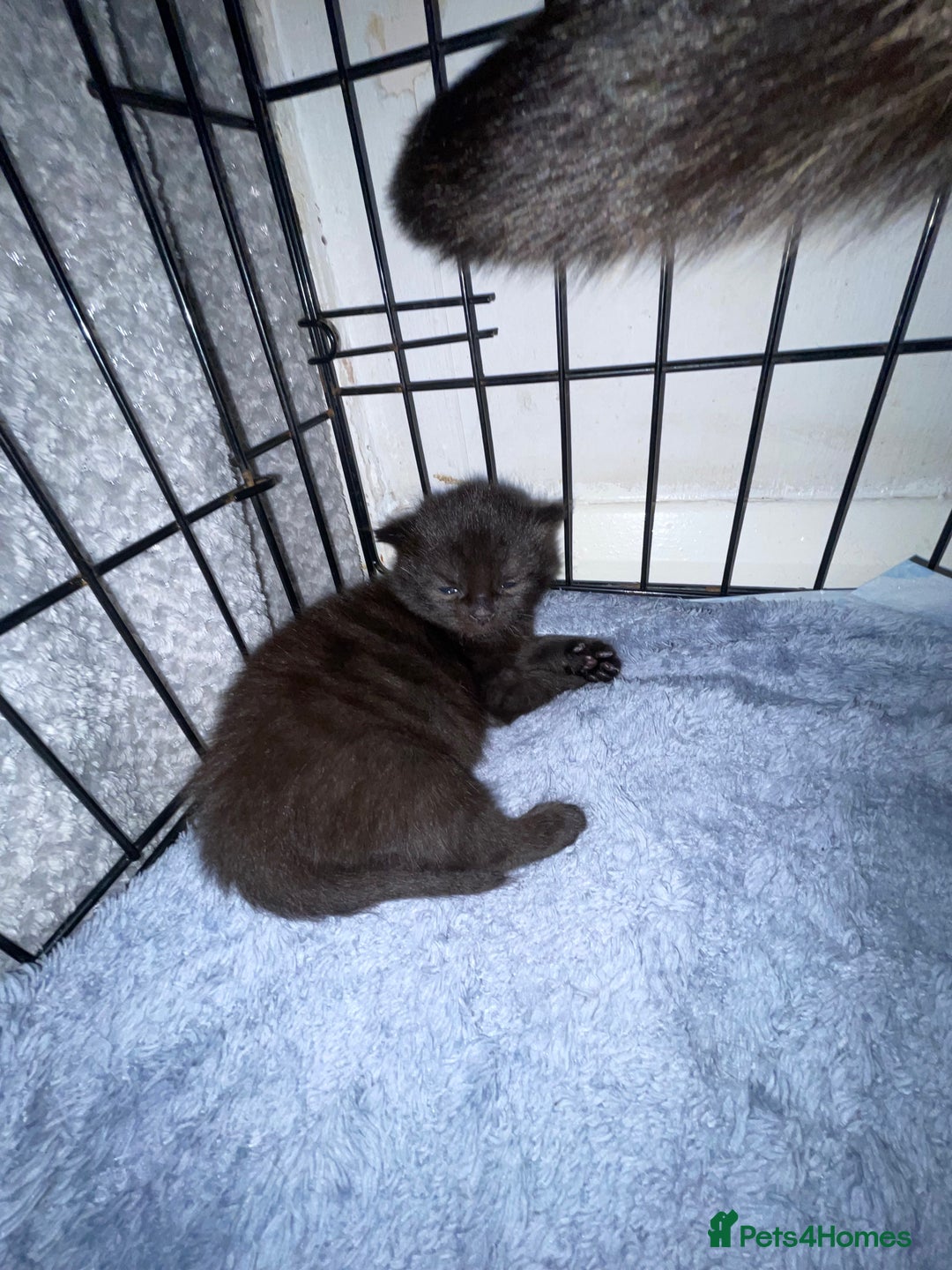 British Longhair cats for sale: 2 beautiful kittens  - Advert 2