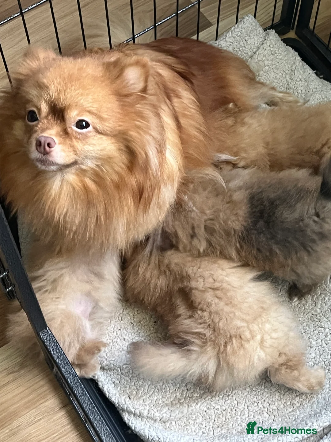Pomeranian dogs for sale: Beautiful pure Pomeranian girls 🥰🐾🐾 in Skelmersdale - Advert 2