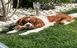 Cavalier King Charles Spaniel dogs for sale: Female Cav King Charles Spaniel - to rehome - Image 5
