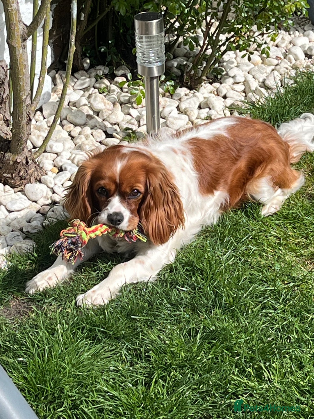 Cavalier King Charles Spaniel dogs for sale: Female Cav King Charles Spaniel - to rehome - Image 5