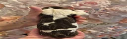English Springer Spaniel dogs for sale: Beautiful English Springer spaniel pups - Advert 9