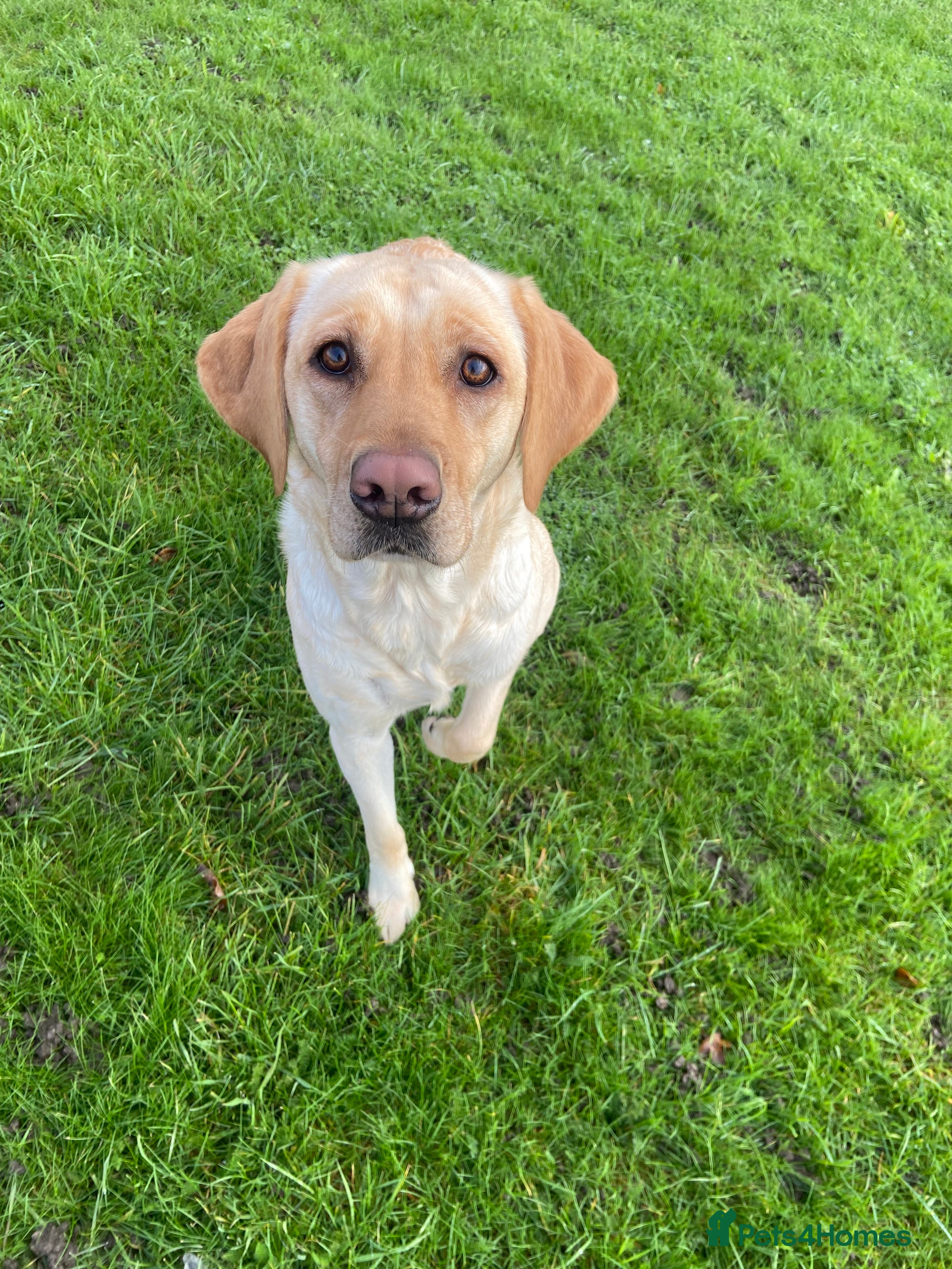 Labrador Retriever dogs 9 pups Only 4 left, All beautiful boys born 19/01 - Advert 1