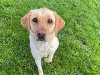 Labrador Retriever dogs 9 pups Only 4 left, All beautiful boys born 19/01 - Advert 1