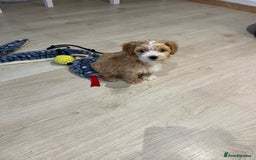 Maltipoo dogs for sale: A litter of 5 beautiful Maltipoo’s  - Image 19