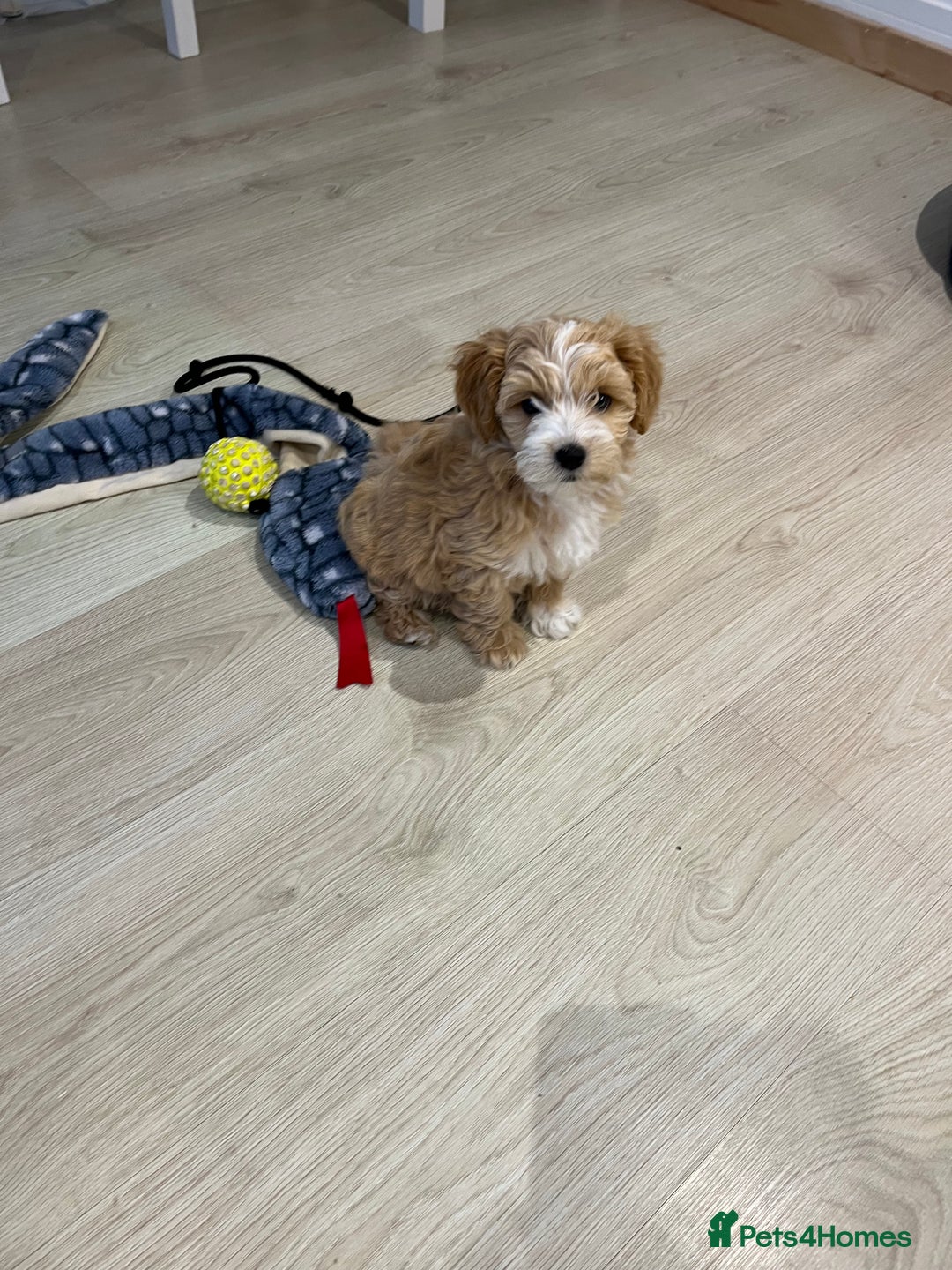 Maltipoo dogs for sale: A litter of 5 beautiful Maltipoo’s  - Image 19