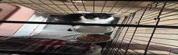 Mixed Breed cats for sale: Mum and kittens for sale  - Advert 6