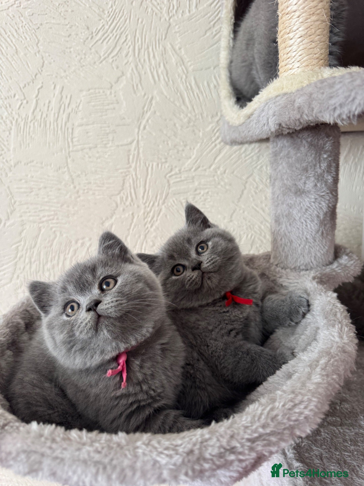 British Shorthair cats GCCF Registered British Shorthair Kittens - Advert 10
