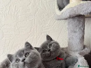 British Shorthair cats GCCF Registered British Shorthair Kittens - Advert 10